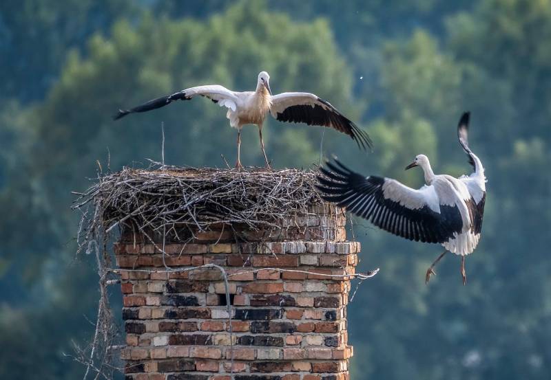 Professional Chimney Animal Removal Services in Jessup, Maryland