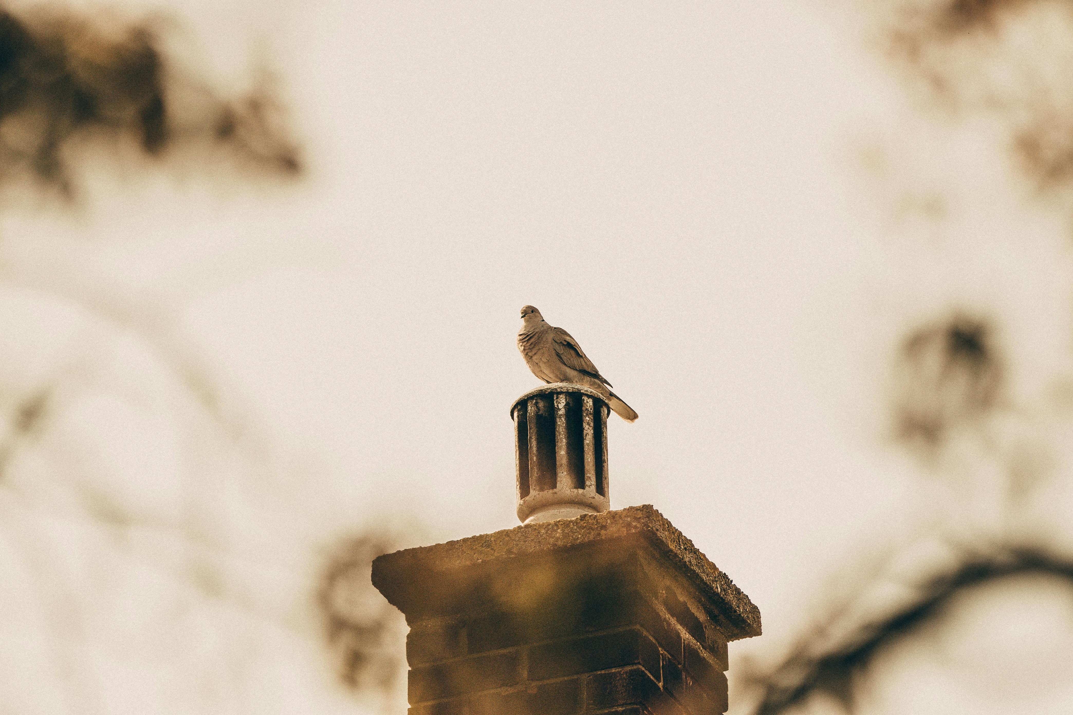 Expert Chimney Cap Installation in Jessup, Maryland